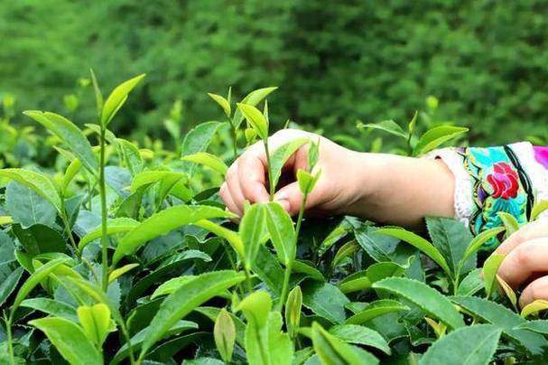 茶叶鲜味流失“元凶”找到